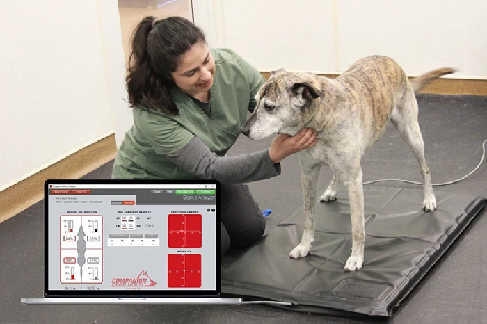 Companion Stance Analyzer