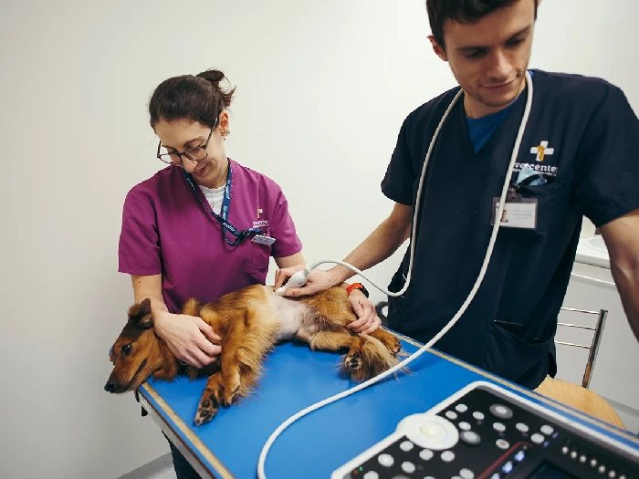 Esaote VET Ultralyd